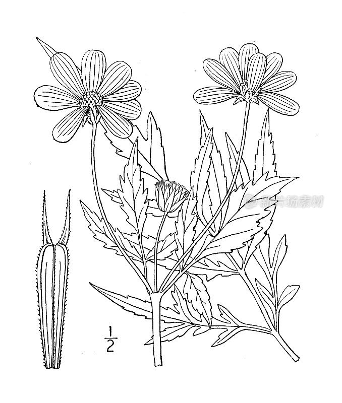 古植物学植物插图:马兜铃草，西花籽向日葵