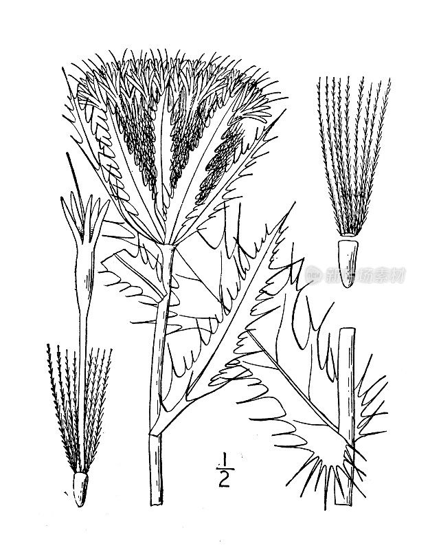 古植物学植物插图:蓟、黄蓟