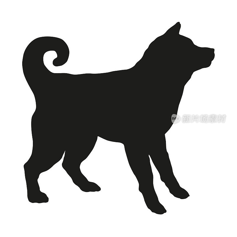 黑狗轮廓。站立的美国秋田犬。伟大的日本狗。宠物的动物。孤立在白色背景上。