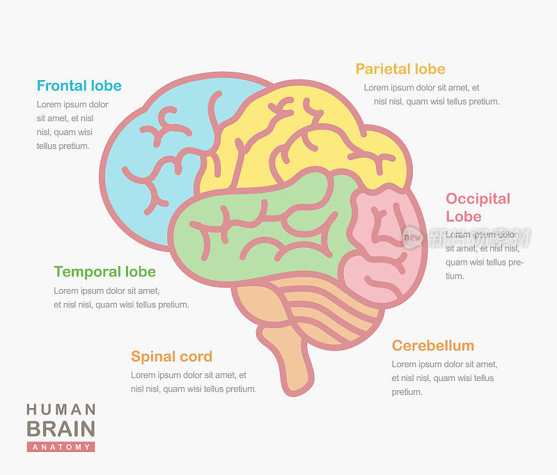 显示人类大脑结构的医学插图