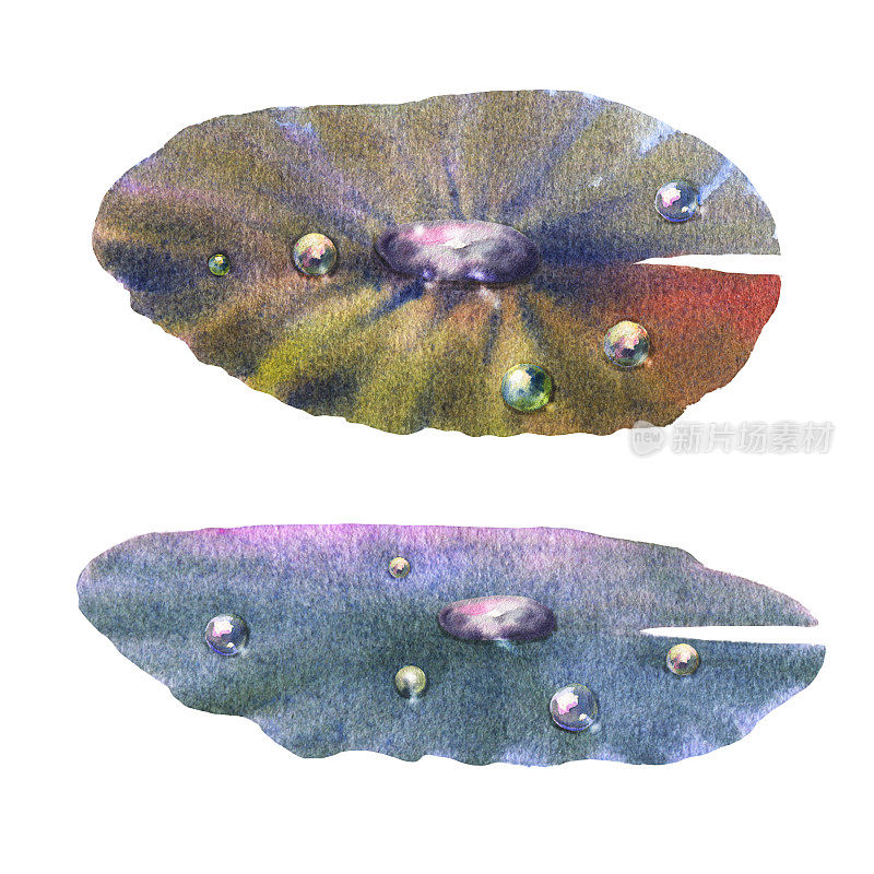 睡莲水彩手绘植物插图。水塘植物的叶子上有露珠。