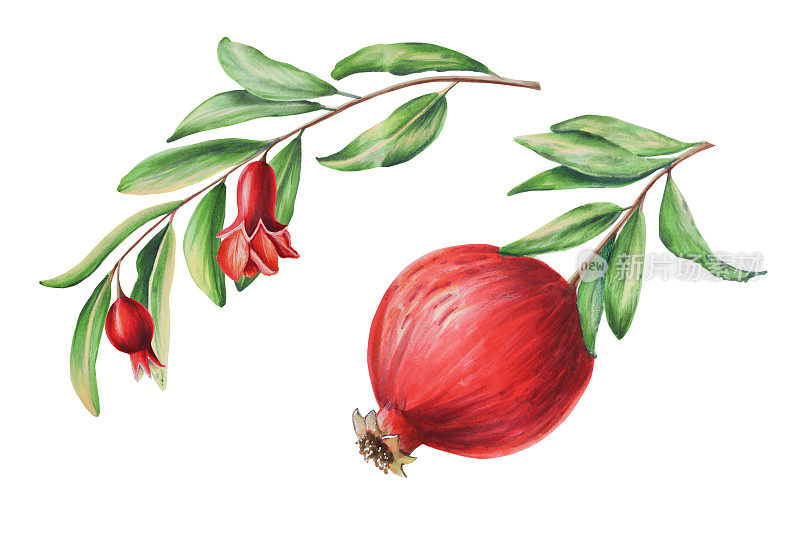水彩石榴枝上有花。手绘逼真的美味石榴红色水果孤立在白色背景。为设计师