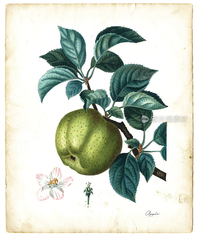 苹果水果插图1819