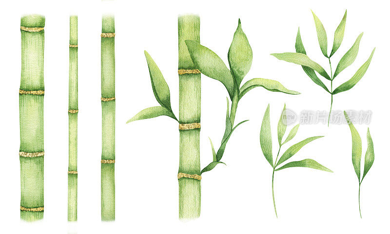 一套竹子的茎和叶。绿色的竹子。水彩插图，手绘。孤立在白色背景上。
