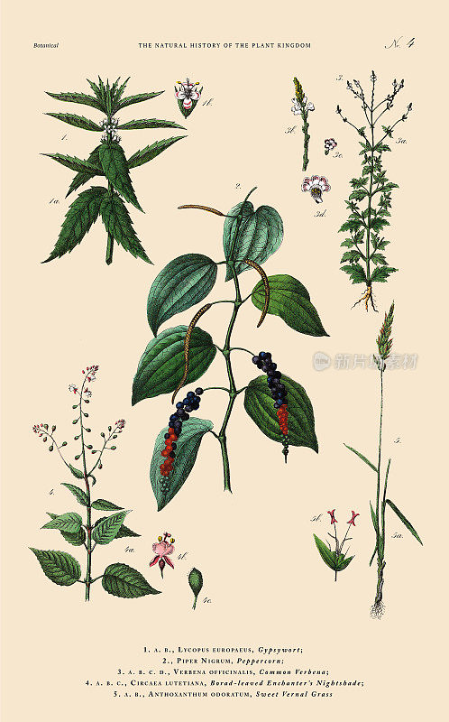 手工着色的植物雕刻，植物王国的历史，维多利亚植物插图，第4版，大约1853年