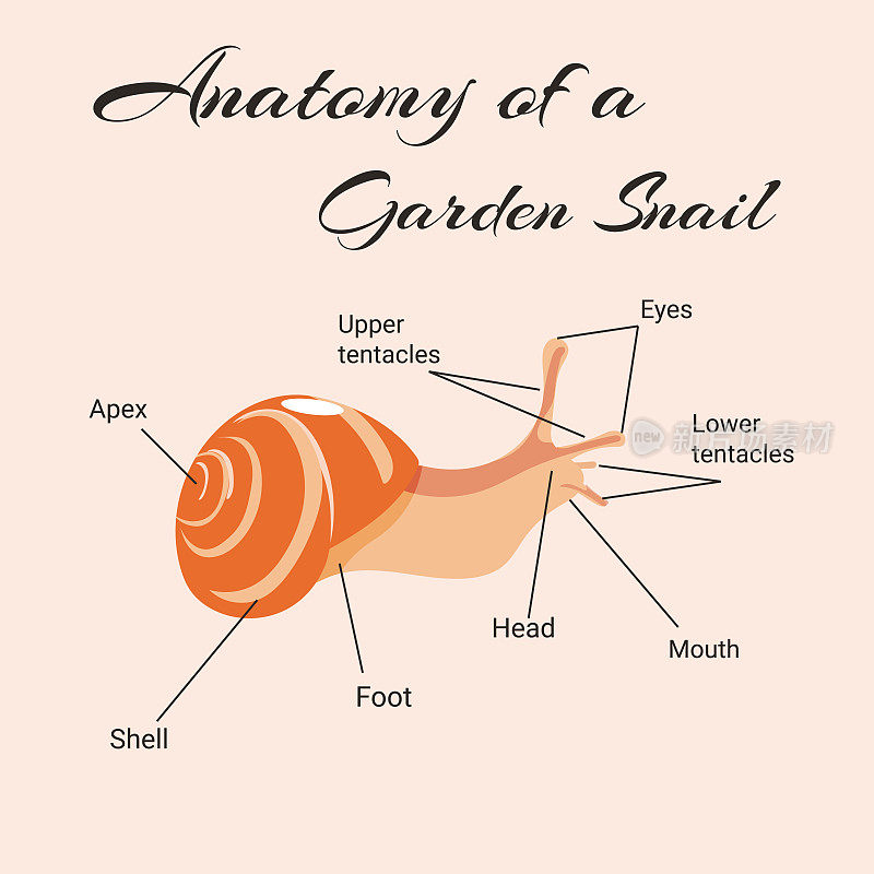 花园蜗牛的解剖。矢量设计的说明书。