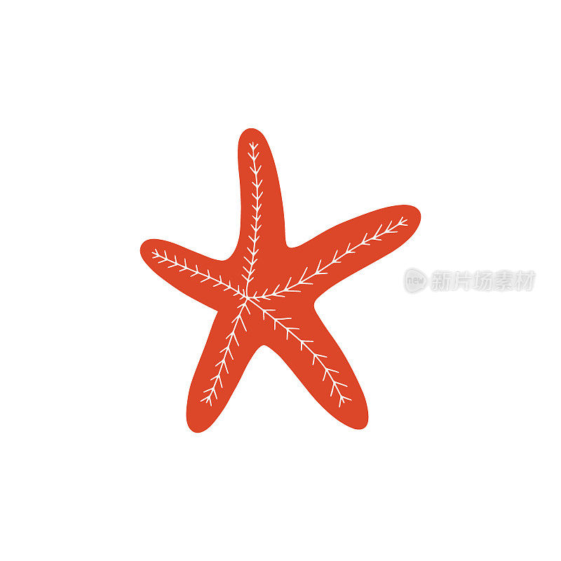 海星。大西洋之星。海洋动物矢量插图在白色背景。