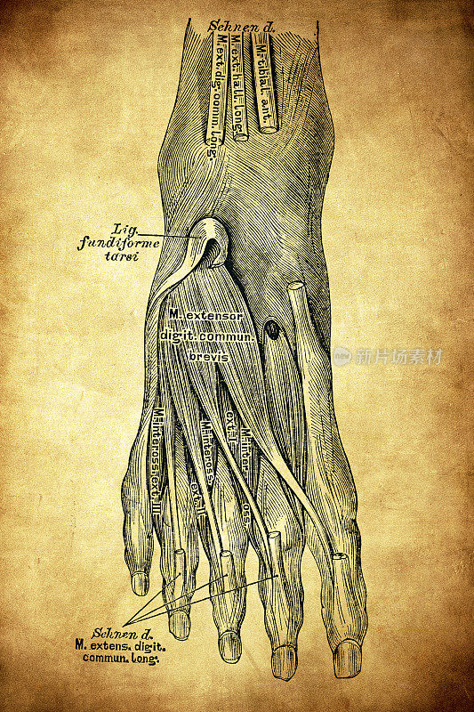 足背肌肉:足背侧的肌肉