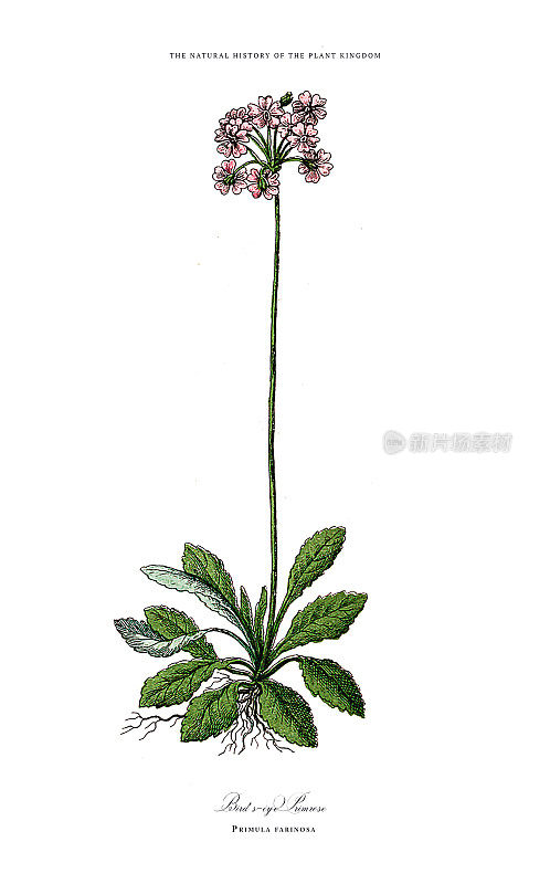 观赏植物，植物王国，维多利亚植物插图，大约1853年