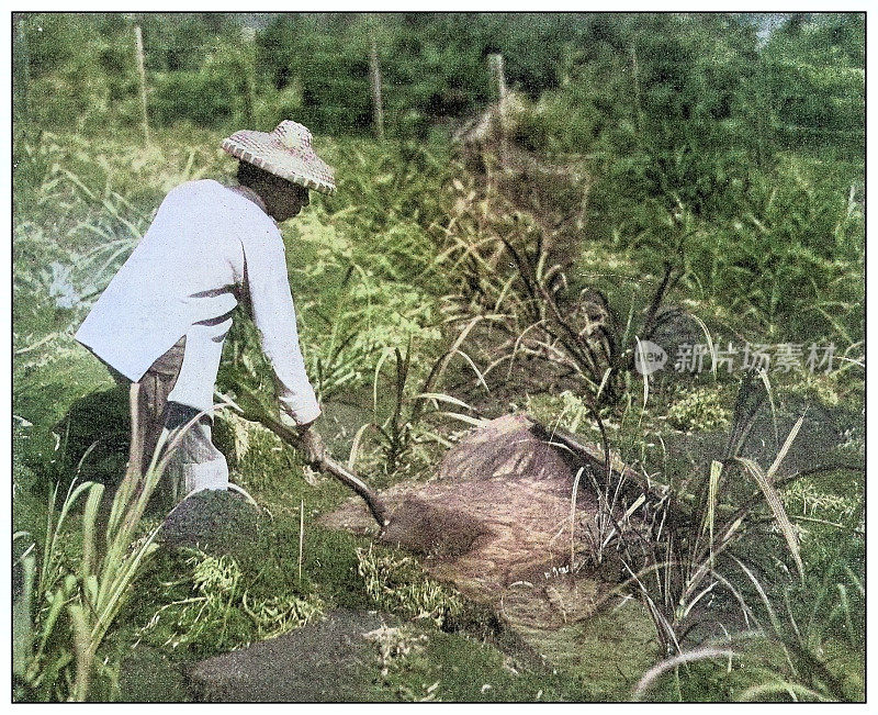 古董黑白照片:夏威夷日本农民灌溉甘蔗田