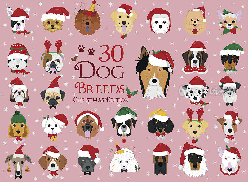 一套30个品种的狗与圣诞节和冬天的主题