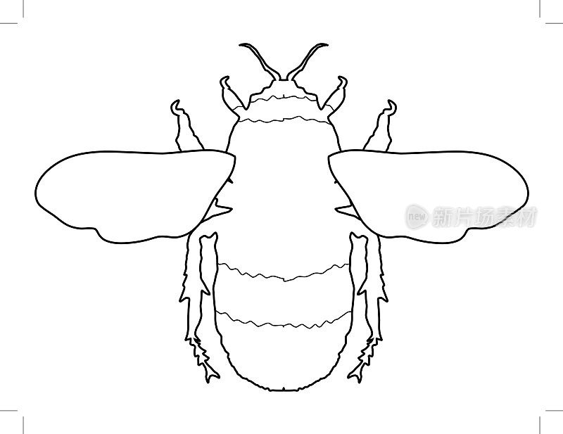 大黄蜂,昆虫