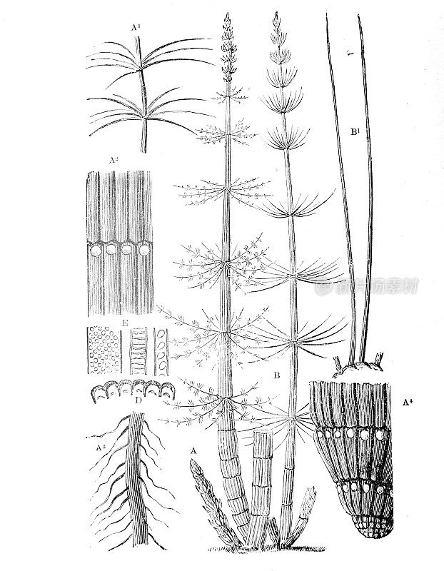 古生代的植物