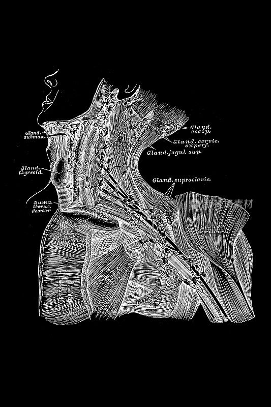 颈部和腋窝的深层血管，腋窝淋巴管