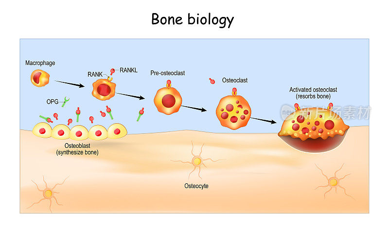 骨生物学