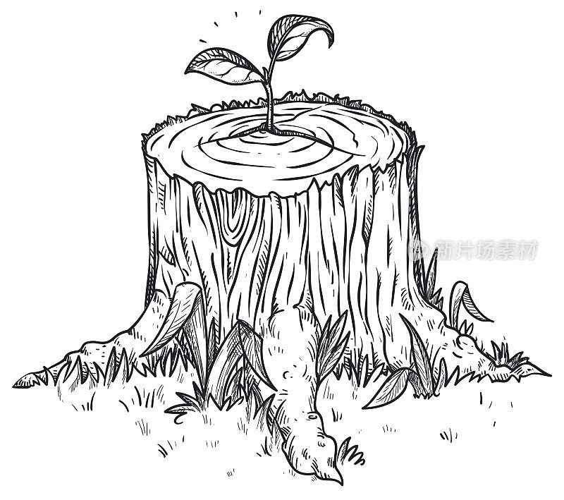 小树苗生长在一个倒下的树干，像希望的象征
