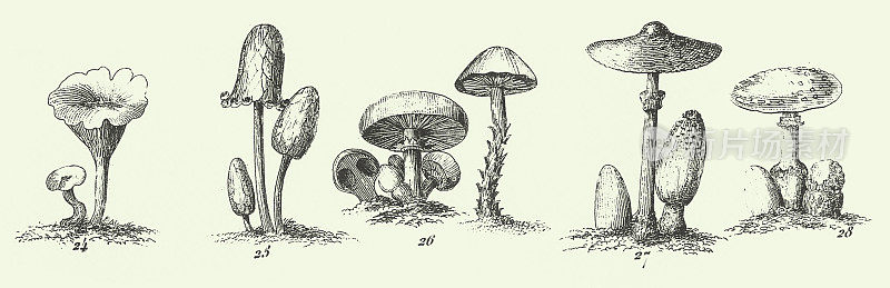 雕刻古物、真菌、Jussieu的植物分类、代表藻类、真菌、苔藓、水龙足植物等非开花植物雕刻古物插图，1851年出版