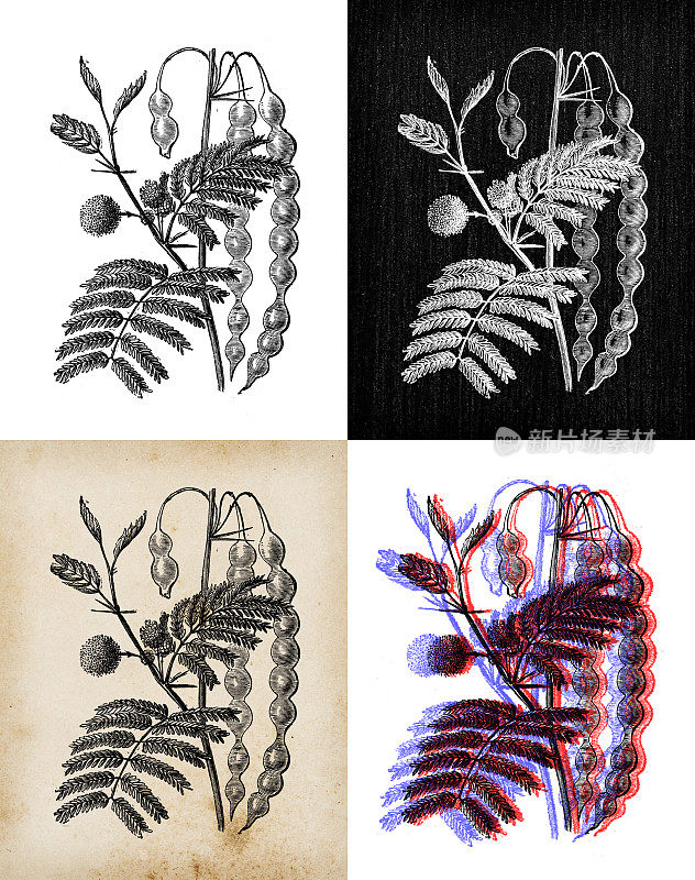 古植物学插图:瓦切利亚nilotica(阿拉伯树胶树，巴卜树，含羞草，埃及刺槐或带刺刺槐)