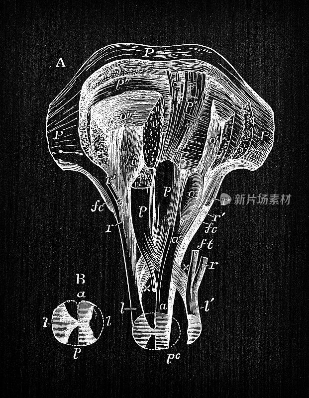 人体解剖神经系统古董插图:延髓