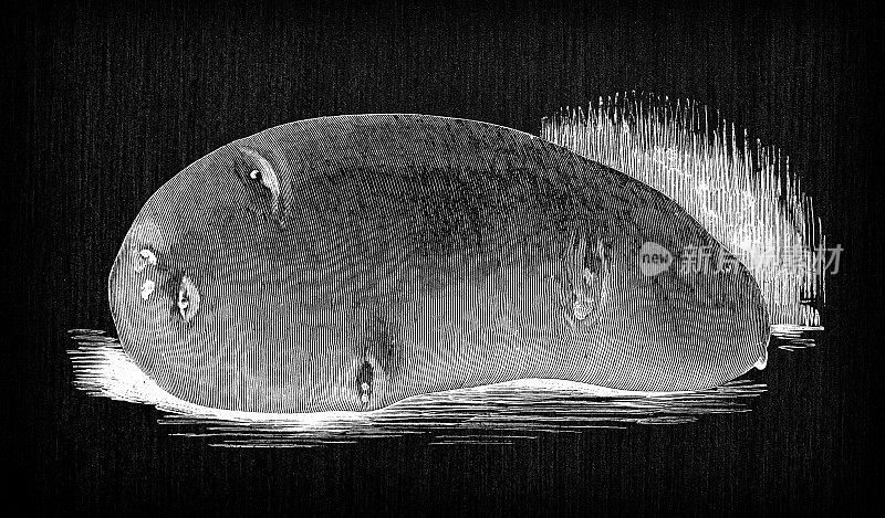 植物学蔬菜植物古董雕刻插图:土豆