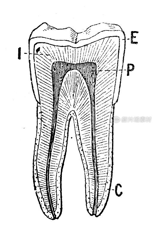 古董插图:人类的牙齿