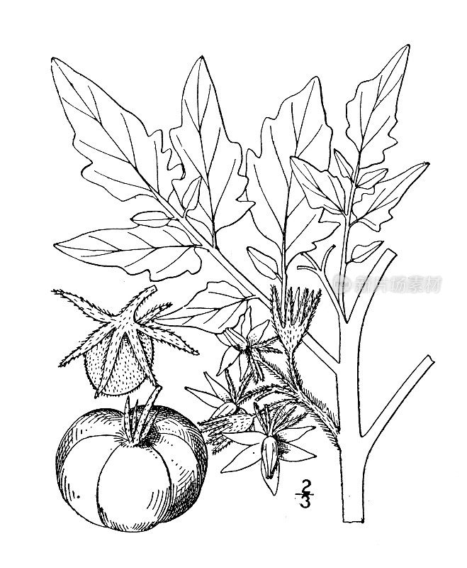 古董植物学植物插图:番茄，番茄，樱桃番茄