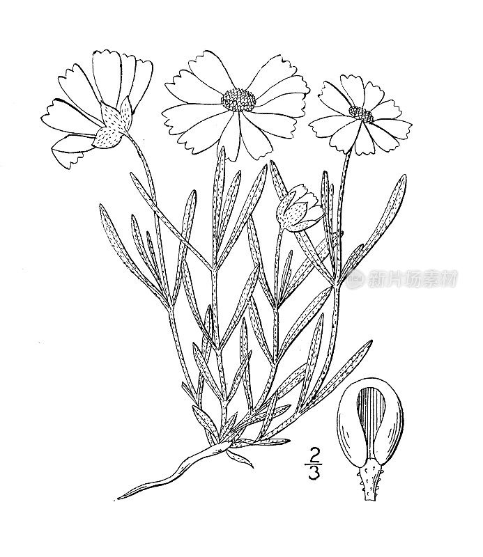 古植物学植物插图:三聚氰胺、白三聚氰胺