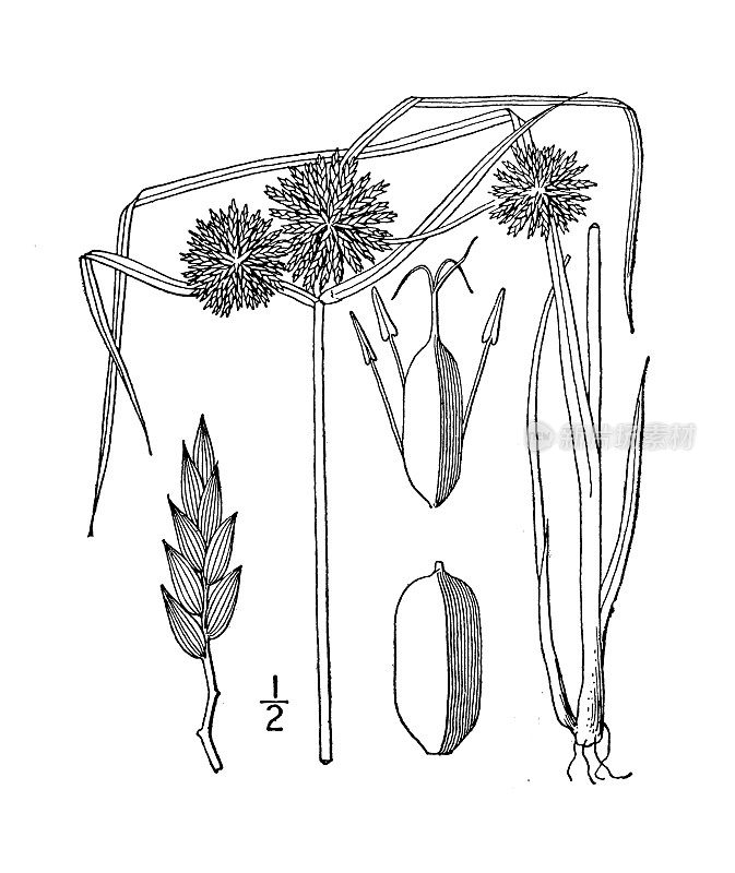 古植物学植物插图:香附、细香附