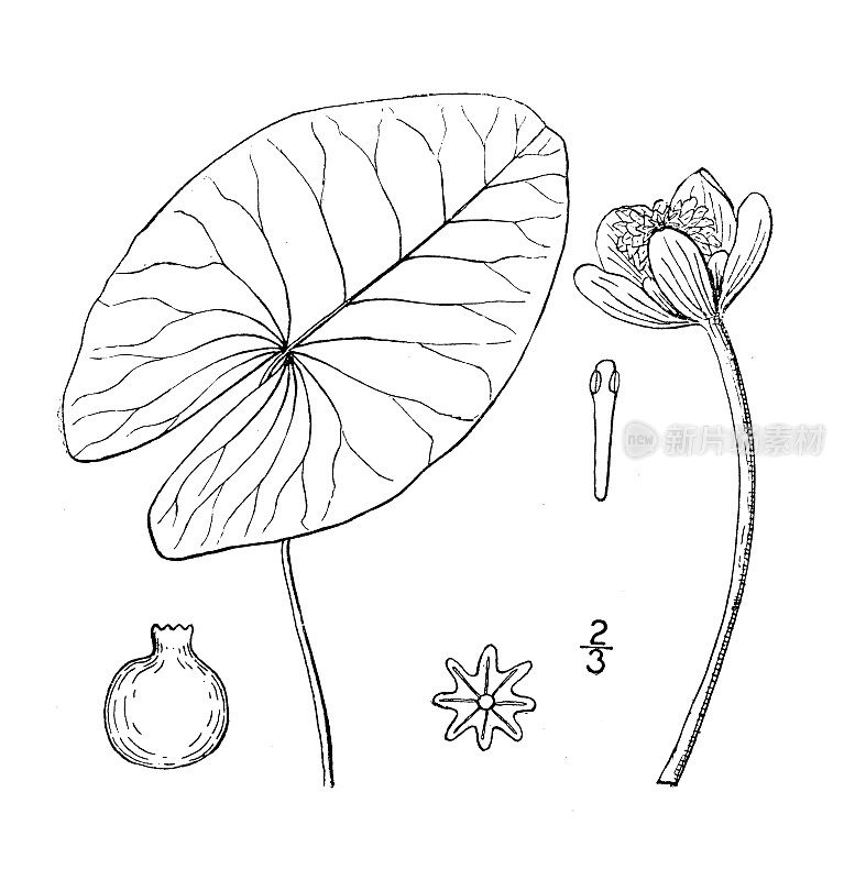 古植物学植物插图:睡莲，小黄塘百合