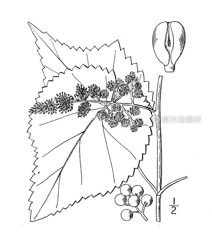 古植物学植物插图:贝利葡萄，贝利葡萄