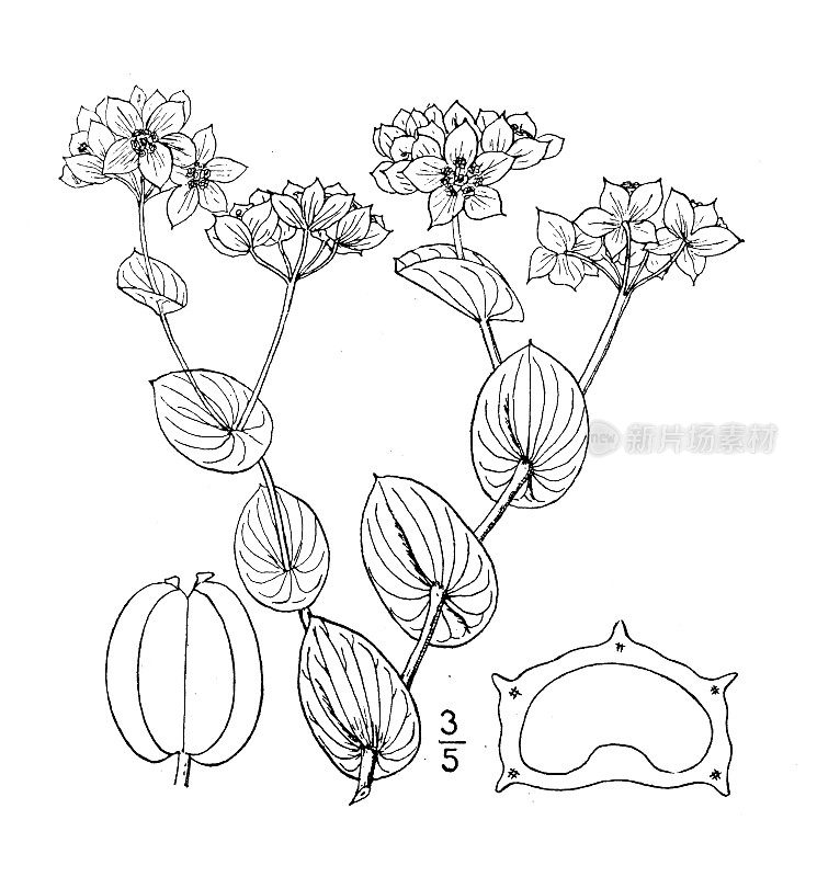 古植物学植物插图:圆叶柴胡、兔耳