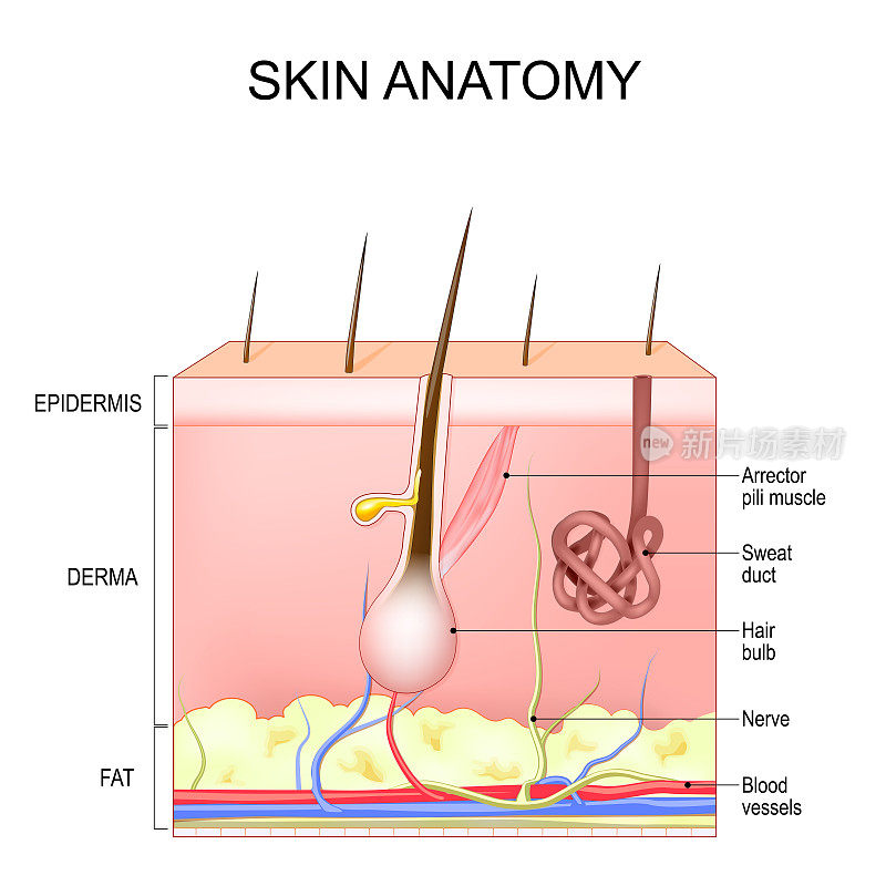 皮肤结构和解剖学。人的皮肤层