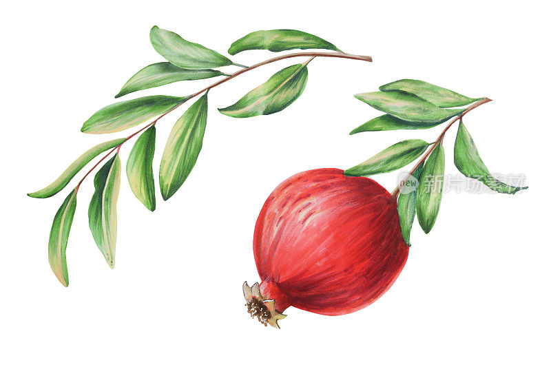 树枝上的水彩石榴。手绘逼真的美味石榴红色水果孤立在白色背景。为设计师