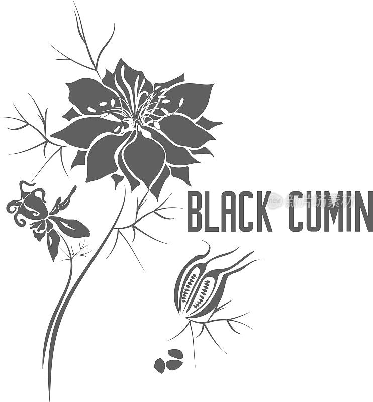 黑色孜然花和种子矢量插图