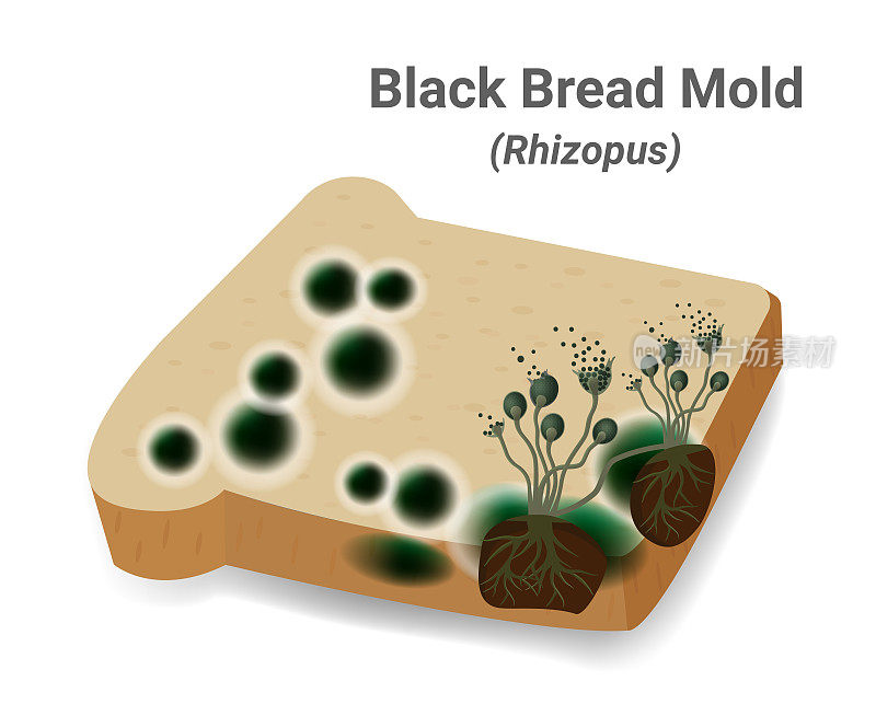 面包上的霉菌，黑木耳出现在面包盘上。根霉Stolonifer(模具)