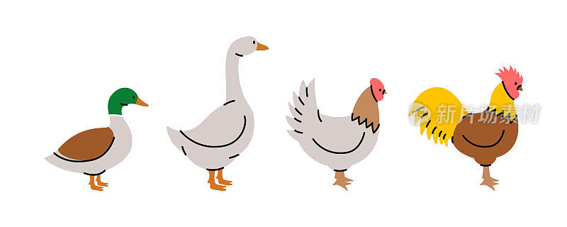 一组农场鸟类。鸡，公鸡，鸭子，鹅的轮廓。农场动物人物设置孤立的白色背景。