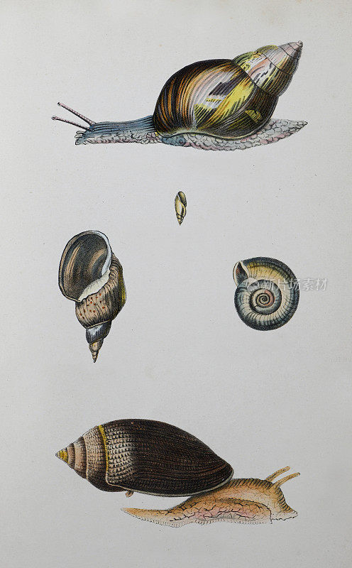 蜗牛收藏-老式彩色插图