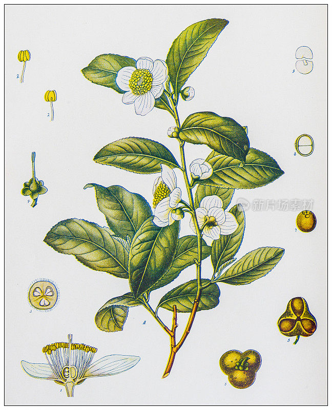 古色古香的自然色彩形象:茶树