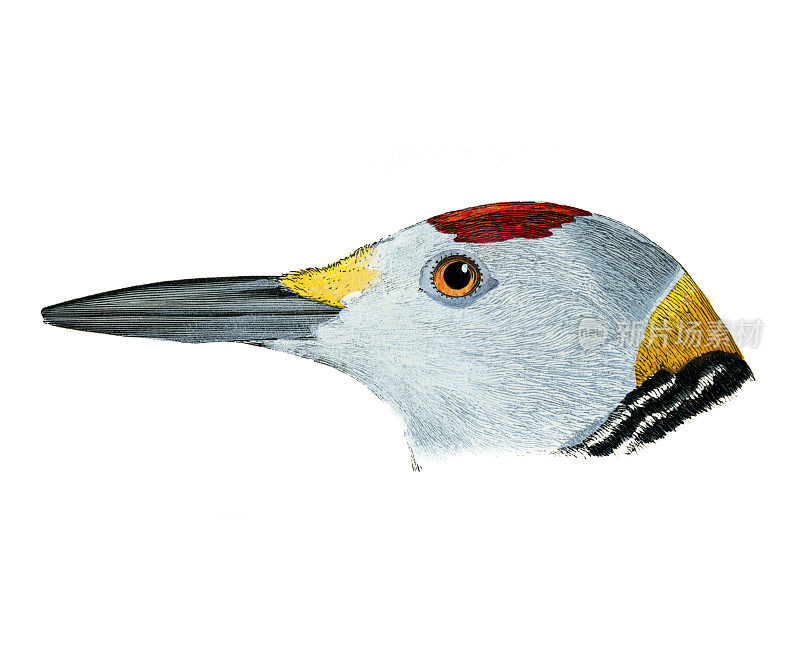 金正面啄木鸟头水彩平版版画1874年