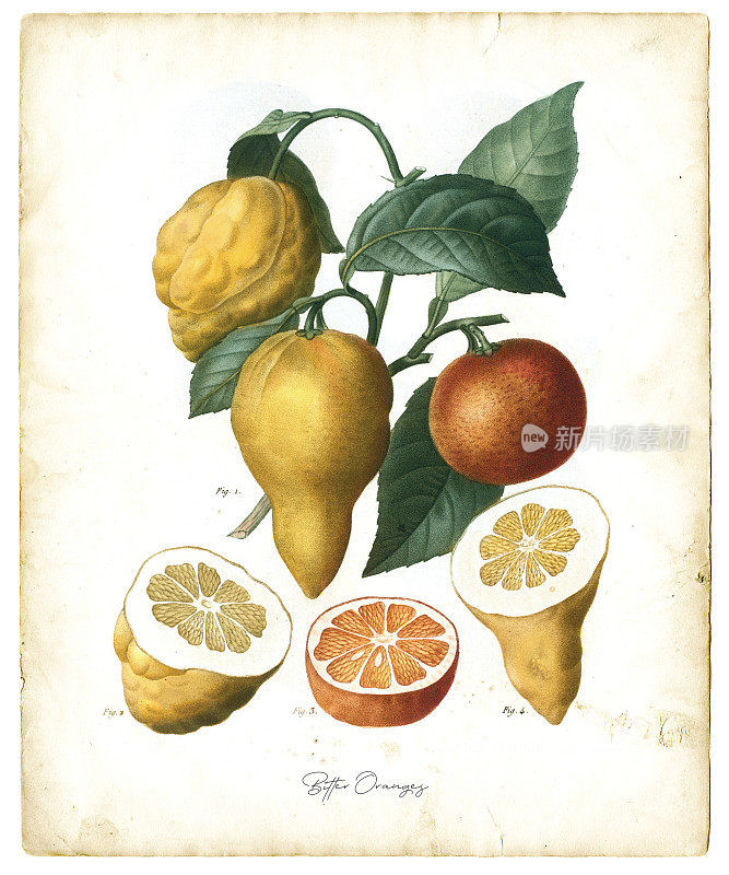 柑橘类水果插图1819