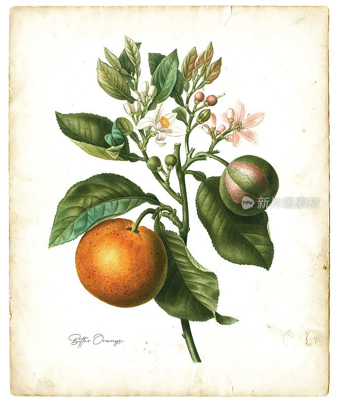苦橙水果插图1819