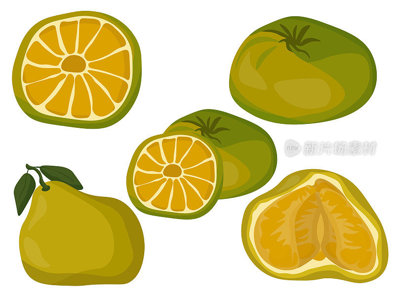 丑陋的柑橘类水果，黄绿色的皮肤和多汁的部分，水果整半包装设计，横幅或广告宣传册
