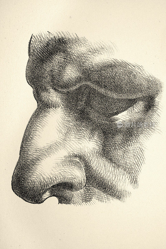 一个男人的鼻子和眼睛，脸，维多利亚19世纪的艺术