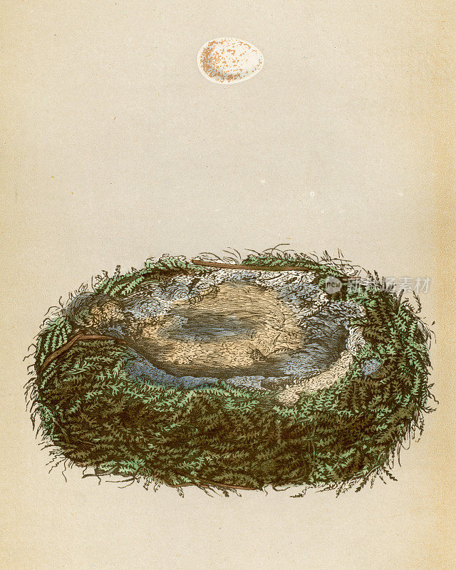 英国鸟类的大山雀巢和蛋-平版版画1875年