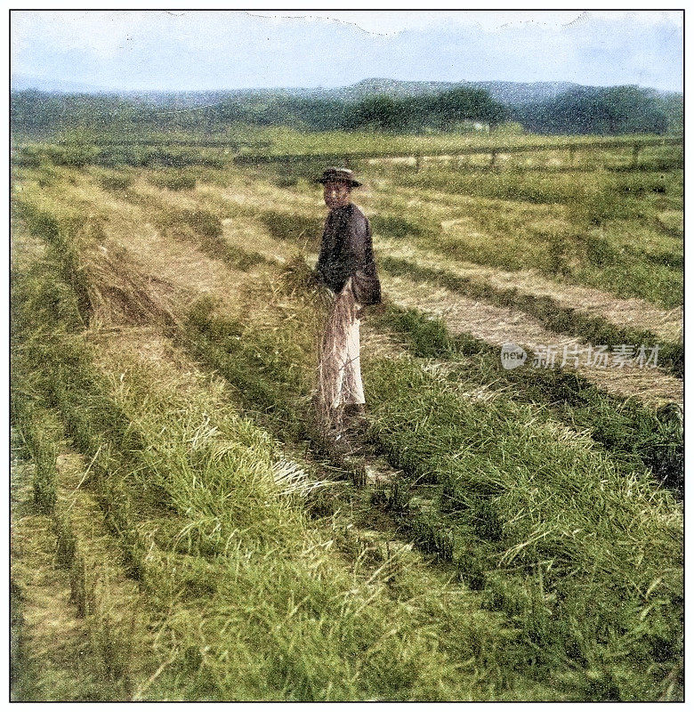 古董黑白照片:收割稻谷，夏威夷