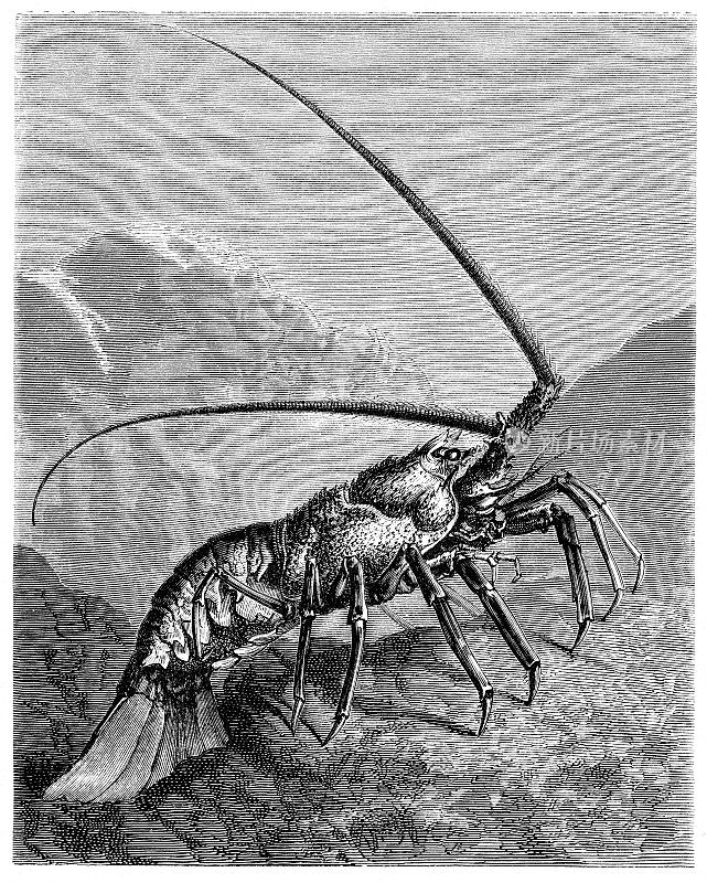 龙虾雕刻，1881年