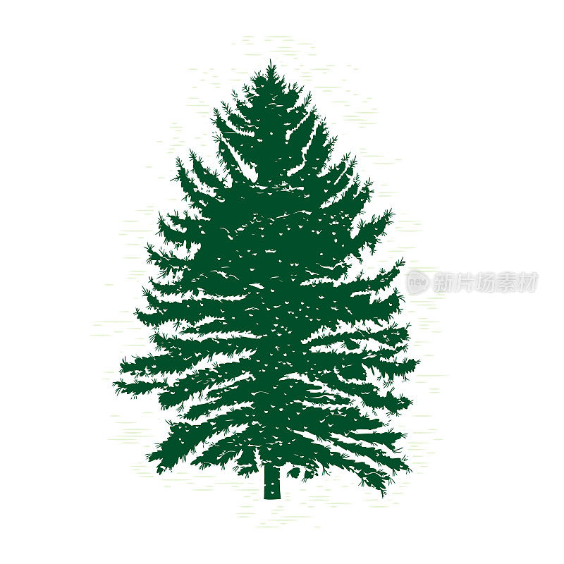 绿色松树的剪影，矢量插图。复古纹理垃圾杉树设计模板。矢量插图。