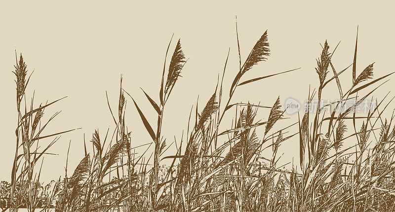沼泽草芦苇。常见的芦苇。
