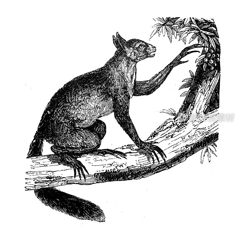 古玩动物插图:马达加斯加岛猴
