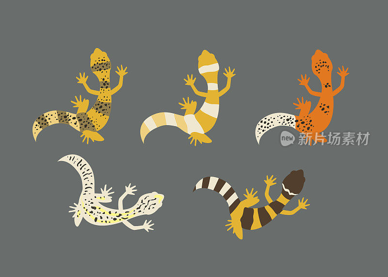 豹纹壁虎。不同颜色的壁虎蜥蜴。爬行动物宠物创意插图。——矢量